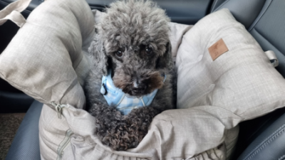 멍냥이 안전 드라이브! 펫또바기 카시트 솔직 후기🐶✨